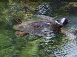 Pacific Green (Black) Sea-turtle