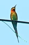 Blue-tailed Bee-eater, Kainakary, BACKWATERS