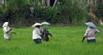 Weeding Rice, Kainakary ( Image courtesy of Caroline Egglestone), BACKWATERS