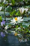 Water Lily & Hyacinth. Pulinkunnu, BACKWATERS