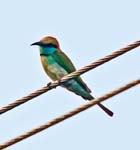 Small Green Bee-eater, Kandamkary, BACKWATERS