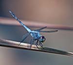Male Blue Marsh Hawk Dragonfly, Mundackal Rubber Estate, KOTHAMANGALAM
