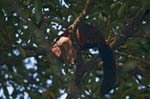 Malabar Giant Squirrel, Thattekkad Bird Sanctuary, KOTHAMANGALAM