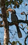 Malabar Grey Hornbill, Thattekkad Bird Sanctuary, KOTHAMANGALAM
