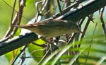 Clamorous Reed Warbler, Kandath Tharavad Garden, PALAKKAD