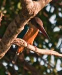 Stork-billed Kingfisher, Kandath Tharavad Estate, PALAKKAD