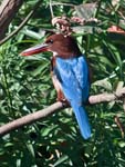 White-throated Kingfisher, Kandath Tharavad Estate, PALAKKAD