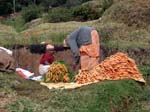 Carrot Harvest (Image Courtesy of Caroline Egglestone), OOTY