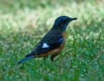 Blue-capped Rock Thrush, Sims Park, COONOOR
