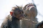 Bonnet Macaque, Sims Park, COONOOR