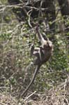 Bonnet Macaque, Sims Park, COONOOR