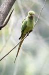 Rose-ringed Parakeet, Lodi Gardens, DELHI