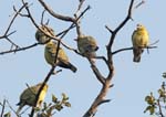 Yellow-legged Green Pigeon, BHARATPUR - Keoladeo National Park