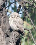 Spotted Owlet, BHARATPUR - Keoladeo National Park
