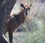 Antelope (Female), BHARATPUR - Keoladeo National Park