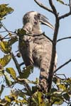 Indian Grey Hornbill, BHARATPUR - Keoladeo National Park