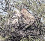 Dusky Eagle Owl, BHARATPUR - Keoladeo National Park