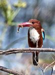 White-throated Kingfisher, BHARATPUR - Keoladeo National Park