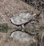 Softshelled Turtle, BHARATPUR - Keoladeo National Park