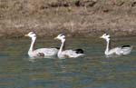 Bar-headed Geese, BHARATPUR - Keoladeo National Park