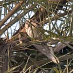 Collared Scops Owl, BHARATPUR - Keoladeo National Park