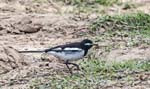 White-browed Wagtail, RIVER CHAMBAL
