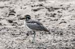Great Thick-knee, RIVER CHAMBAL