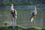 Painted Storks, RIVER CHAMBAL