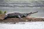 Gharial, RIVER CHAMBAL
