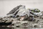 Mugger (Marsh) Crocodile, RIVER CHAMBAL