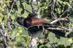 Greater Coucal, CHAMBAL