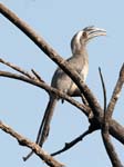 Indian Grey Hornbill, CHAMBAL