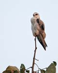 Black-shouldered Kite, PANNA