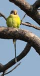 Plum-headed Parakeet (Female), PANNA