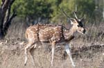 White-spotted Deer, PANNA