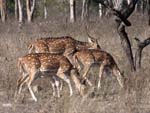 White-spotted Deer Family, PANNA