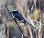 White-browed Fantail, PANNA