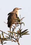 Striated Grassbird, River Ken, PANNA
