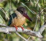 Stork-billed Kingfisher, River Ken, PANNA