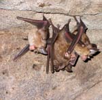 Horseshoe Bats (Image courtesy of Caroline Egglestone), BANDHAVGARH