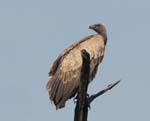 Long-billed (Indian) Vulture, BANDHAVGARH