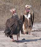 Red-headed Vulture, BANDHAVGARH