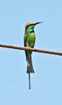 Green Bee-eater, OOTY - NAGARHOLE