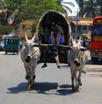 Bullock Cart, OOTY - NAGARHOLE