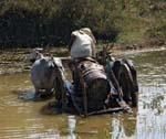Bullock Cart (Image Courtesy of Caroline Egglestone), OOTY - NAGARHOLE