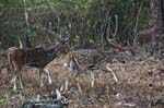 Spotted Deer, NAGARHOLE NATIONAL PARK