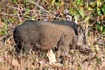 Male Wild Boar, NAGARHOLE NATIONAL PARK