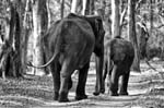 Elephant, NAGARHOLE NATIONAL PARK