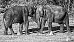 Elephant, NAGARHOLE NATIONAL PARK