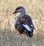 Spot-billed Duck, NAGARHOLE NATIONAL PARK